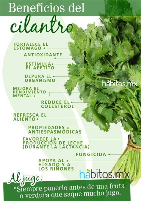 Beneficios de cilantro Hábitos Health Coaching