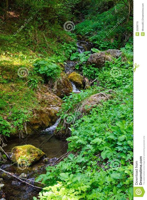 Brook In The Woods Stock Image Image Of Walk Summer 25298715