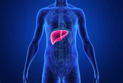 Improve Your Liver Function In These Easy 3 Steps Nephrology