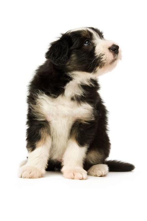 Border Collie Puppy Stock Image Image Of Mammal Background 25643141