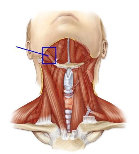 Visit kenhub for more skeletal system quizzes. Chapter 10: Muscles of the Head and Neck - Anatomy 100 ...