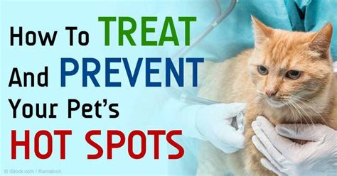 Cats are elusive and have lots of attitudes, so the scenarios you'll find them in are always really interesting, ruby black, the creator of the catspotting the more unique or interesting the spot is, the more likely it is to become successful within the group. 48 best images about Pet-Smart! on Pinterest | Cats, Latte ...