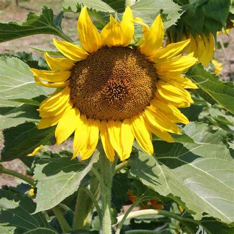 Heirloom Dwarf Sunspot Sunflower Seeds Terroir Seeds