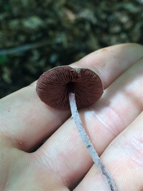 An Interesting Find In Ne Ohio Help Mushroom