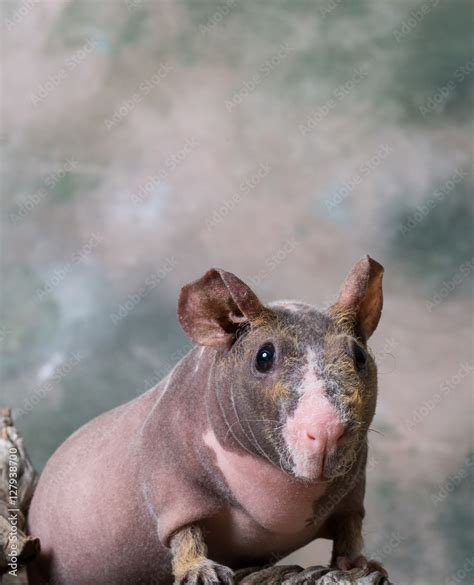 House Hippo Skinny Pig Hairless Guinea Pig Stock Adobe Stock