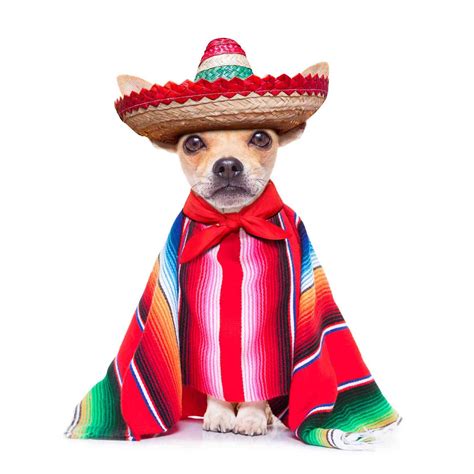 Cinco De Mayo Chihuahua Dogs Chihuahua Dog Costumes
