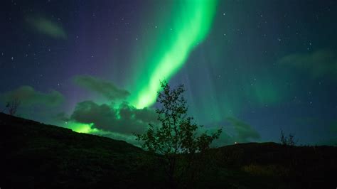 Aurora Borealis Northern Lights Green Stars Night Tree Hd