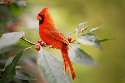 A creature with wings and feathers that.: Animal Symbolism: Cardinal Meaning on Whats-Your-Sign.com