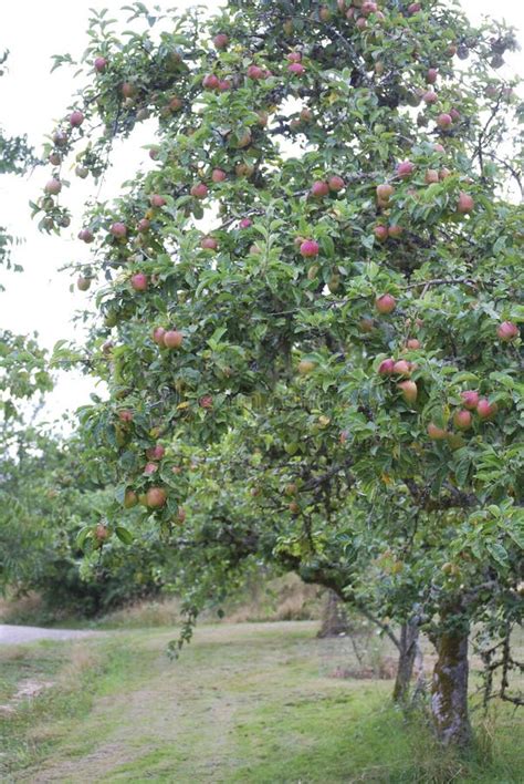 Apples Ready For Picking In An Apple Orchard Stock Photo Image Of