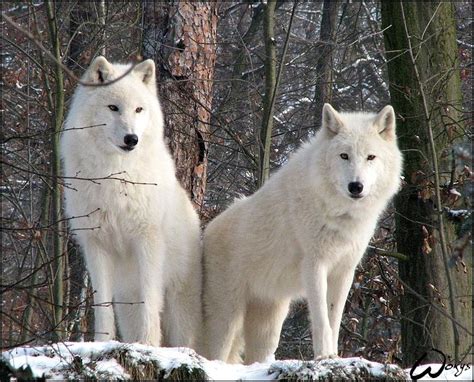 White Wolf Couple Arctic Wolf Wolf Dog Wolf Spirit Animal