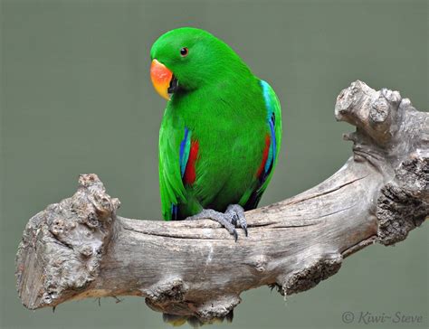 Male Eclectus Parrot Steve Flickr