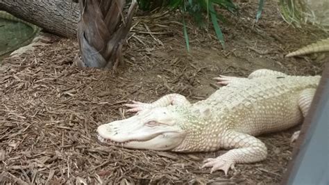 Albino American Alligator Life In The Water Tulsa Zoo The Zoo Review