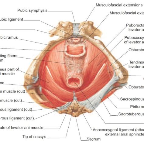 Prolapsed Vaginal Tissue From One Patient A Anterior Vaginal Download Scientific Diagram