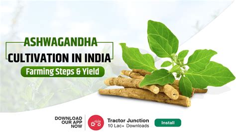 Ashwagandha Farming In India Easy Steps For Beginners