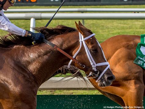 Kentucky Derby Pedigree Profile Spinoff Horse Racing