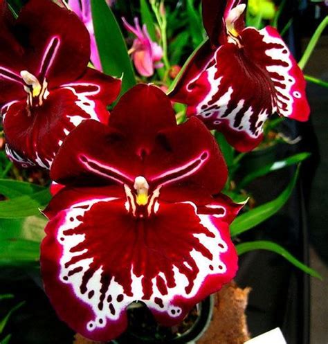 Brazilian Red Orchid Unusual Flowers Orchid Flower Rare Flowers