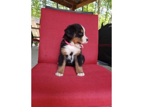 Search for a puppy or dog. AKC registered Bernese Mountain Dog puppies in Kalamazoo ...