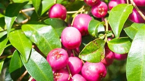 Best Lilly Pilly Varieties Burkes Backyard Fruit Plants Plants In