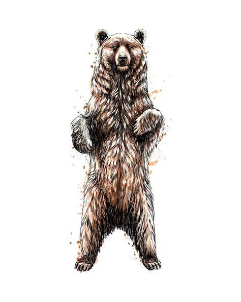 brown bear standing on his hind legs from a splash of watercolor stock vector illustration of