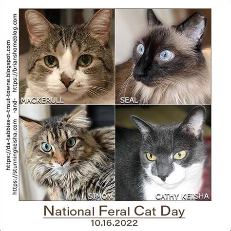 Feral Sunday National Feral Cat Day Stunning Keisha