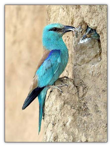 16 Birds Of Israel Shown On This Site Most Look Like They Could Just