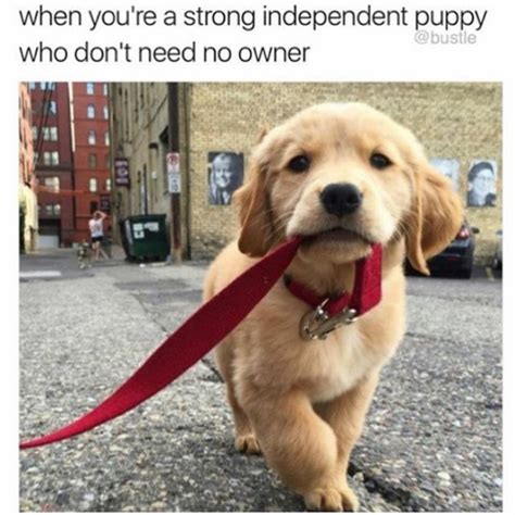 271 Of The Happiest Dog Memes Ever That Will Make You Smile From Ear To