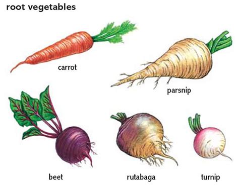 How Can We Distinguish Tuber Crops From Root Crops And What Is The