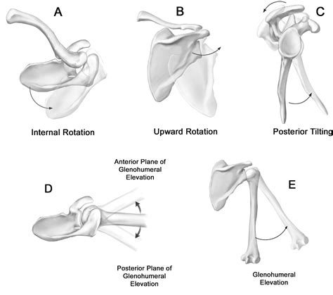 Figure From Motion Of The Shoulder Complex During Multiplanar Humeral