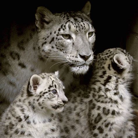 Snow Leopard Mother With Cubs