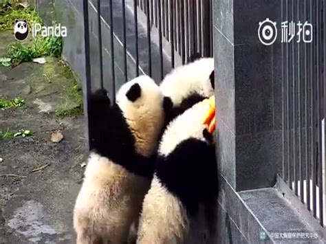 Four Panda Cubs Demonstrate Some Real Teamwork In An Effort To Get Out