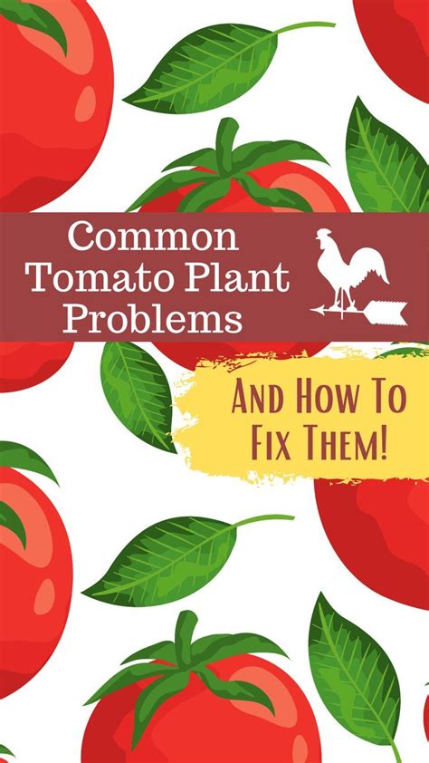 10 Common Tomato Plant Problems And How To Fix Them Plant Problems