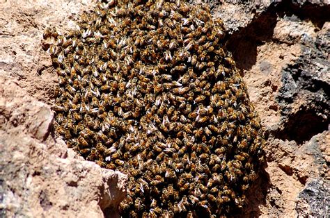 Swarm covers every point on earth at all times, eliminating dead zones. EduPic Ant, Bee, and Wasp Images