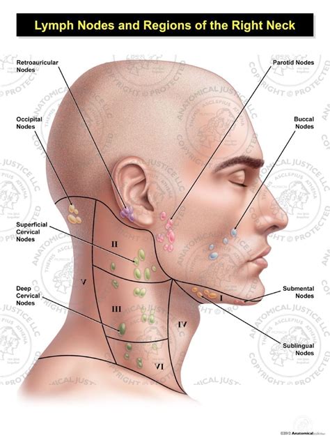 They bring the lymph [the tissue fluid surrounding the cells, which contains white blood cells (lymphocytes), fluid from the intestines (chyle). Male Right Lymph Nodes and Regions of the Neck
