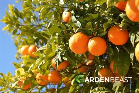10 Types Of Citrus Trees Everything You Need To Know