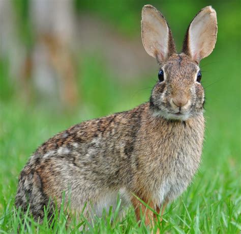 Eastern Cottontail Rabbit Rabbits Life