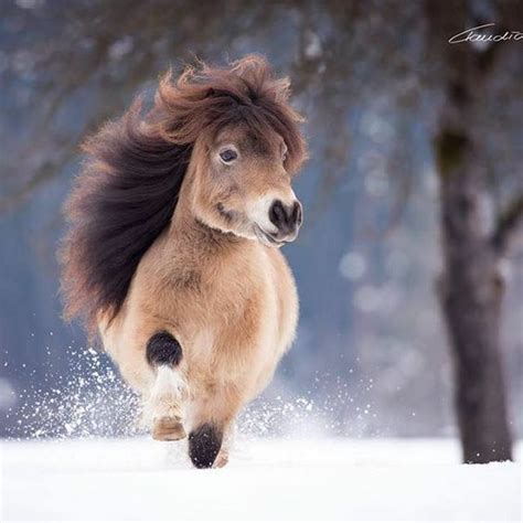 Pony 💟 In 2020 Horses Cute Animals Animals