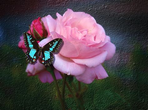 Butterfly And Rose Roses Wallpaper 17275185 Fanpop