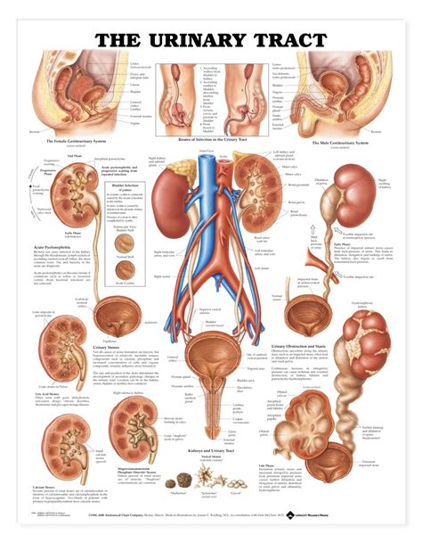 Human anatomy for muscle, reproductive, and skeleton. Urinary System Poster | Anatomy Chart 9781587790720 ...