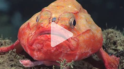 Spotted For The First Time A Fish Holding Its Breath Underwater Science Aaas