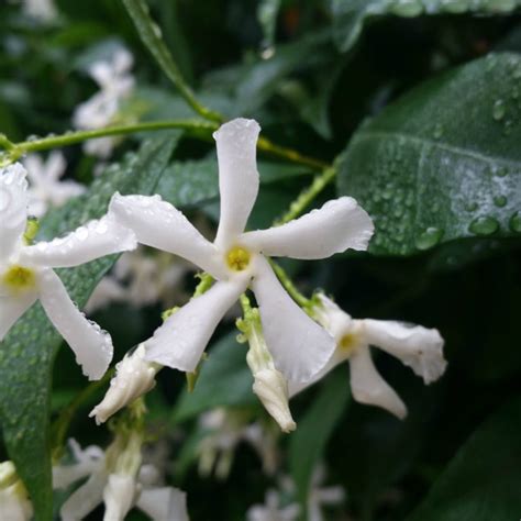 Trachelospermum Jasminoides Star Jasmine Mid Valley Trees