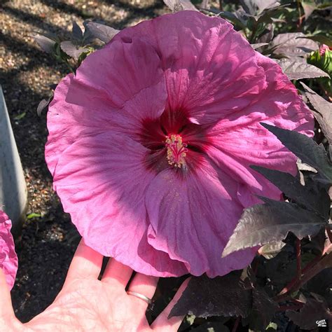 Dinnerplate Hibiscus — Green Acres Nursery And Supply