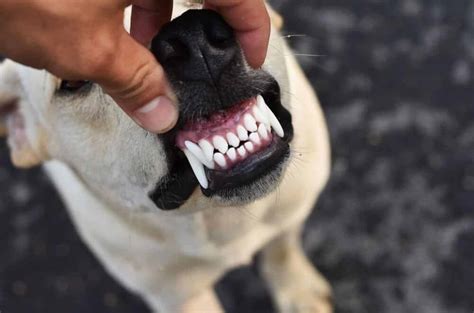 Dogs Oral Care How Many Teeth Do Dogs Have