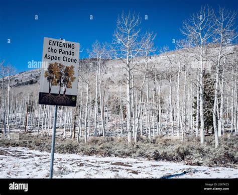 Pando Aspen Clone The Trembling Giant Of Quaking Aspen In Winter At