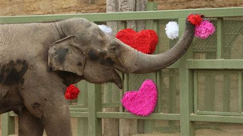 37 Animal Valentines Day Pictures Notorioustomo