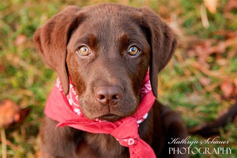 Are chocolate labrador retrievers good family pets? chocolate lab puppy adoption - DriverLayer Search Engine