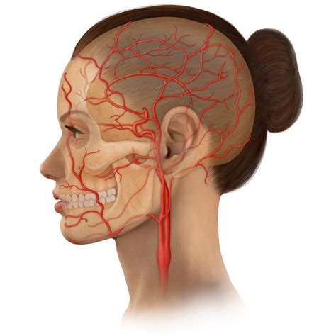 The exam generally includes listening for a swooshing sound (bruit) over the carotid artery in your neck, a sound that's characteristic of a narrowed artery. Head & Neck Stock Art