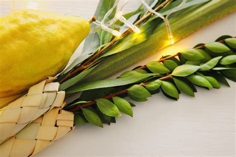 It is one of the three pilgrim festivals of the hebrew bible. Sukkot e i significati del Lulav - JoiMag