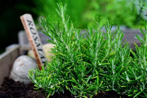 How To Grow Rosemary In Pots Gardensofmine