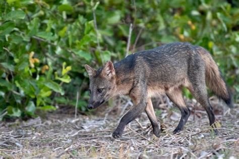 Native Brazilian animals and the best places to see Brazilian wildlife