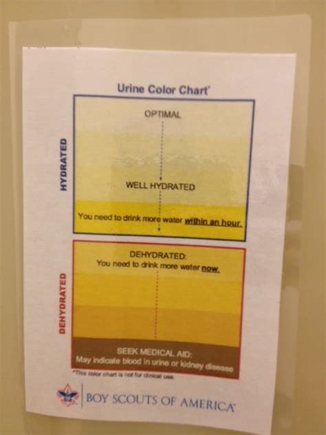 Female Cat Urine Color Chart